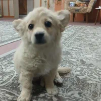 توله دوماه پامر روباهی|سگ|برخوار, |دیوار