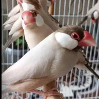 فنچ نرگسی شکلاتی رنگ خواص