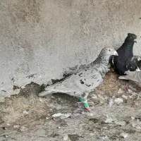 شش تانر باهم بهبهان|پرنده|اهواز, بهارستان|دیوار