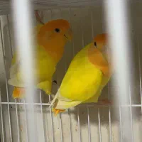 عروس هلندی. قناری مرغ مینا طوطی ملنگو گریجیک