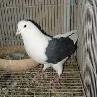 نرو ماده پشت پشت سرخ کاکلی پشت سیاه|پرنده|مشهد, ادیب نیشابوری (شهرک غرب)|دیوار