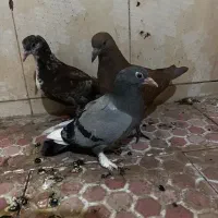 سه عدد جوجه