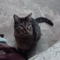 واگذاری رایگان گربه نر ۵ماهه