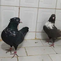 کلاغ رسمی|پرنده|مشهد, هفده شهریور|دیوار