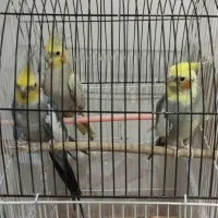 عروس هلندی لوتینو گل باقالی|پرنده|مشهد, شهید علی محمدی|دیوار