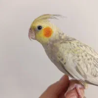 پرنده|پرنده|خمینیشهر, |دیوار