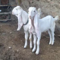 بزگلابی|حیوانات مزرعه|کرمانشاه, |دیوار