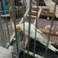 معاوضه یا فروش عروس هلندی مولد همراه جوجه هاش|پرنده|تهران, مشیریه|دیوار