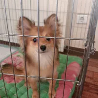 سگ پامر|سگ|گلبهار, شهر جدید گلبهار|دیوار