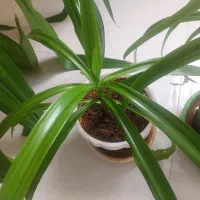 فروش گل اشکه ملکه