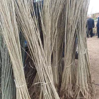 فروش صنوبر ترکیه نیگرا