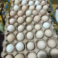 تخم مرغ محلی درشت وارگانیک