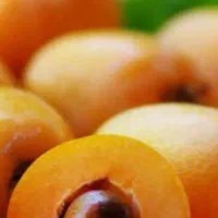 فروش درخت پالم واشنگتن و درخت ازگیل ژاپنی|گل و گیاه طبیعی|رویان, |دیوار