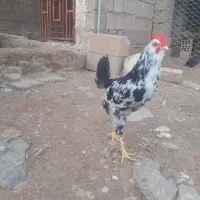 خوروس|حیوانات مزرعه|مسجد سلیمان, |دیوار