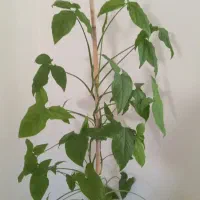 گل طبیعی|گل و گیاه طبیعی|دهلران, |دیوار