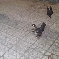 مرغ سلطان ریشی پاپر