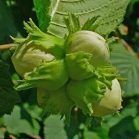 فندق انیس ترکیه و انواع رقم