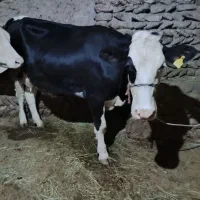 گاو اول شکم