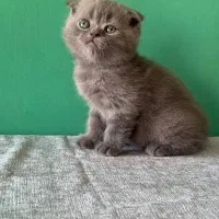 گربه اسکاتیش بلو