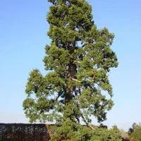 خرید و بریدن درخت