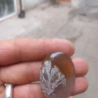 شجر تک درخت|جواهرات|مشگین شهر, |دیوار