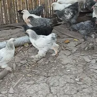 جوجه مرغ خروس برهما امپراطور|حیوانات مزرعه|رشت, جانبازان|دیوار