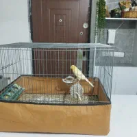 قناری نر رسمی