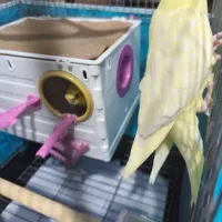 عروس هلندی نر و ماده|پرنده|ماهدشت, |دیوار