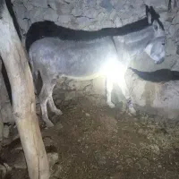 فروش خر