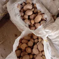 سیب زمینی درجه یک کیلویی ۲۰۰۰۰