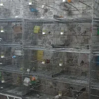 تعدادی پرنده جفت