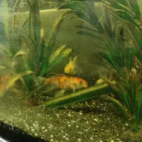 ماهی کوی گلدفیش آکواریوم شیشه خم شرکتی