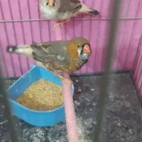 فنچ کینگ اخمو