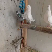 کبوتر|پرنده|نقده, |دیوار