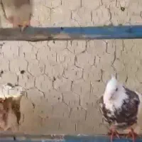 طوقی|پرنده|پاکدشت, پاکدشت (مامازند)|دیوار