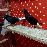 اشعل دم سفید