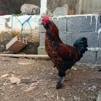 خروس مرندی پاپر جوان و خوشرنگ