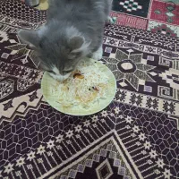 گربه اسکاتیش