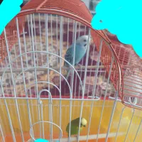 مرغ عشق فروش فوری
