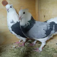 کفتر شمرونی و کاشان وپاکستانی