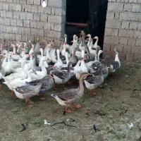 غاز محلی