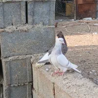 فوری|پرنده|رامشیر, |دیوار