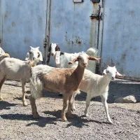 ۶ تا کره دورگ