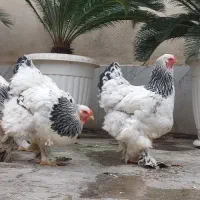 برهما لایت|حیوانات مزرعه|رشت, فلسطین|دیوار