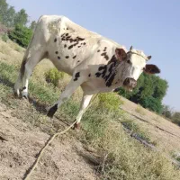 گستر گاو آبستن گستر سیمیتال و گوساله نر و ماده