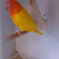 یک جفت طوطی کوتوله برزیلی. مولد