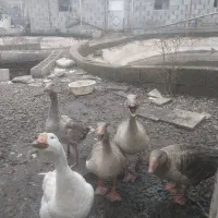 غاز محلی گوشتی