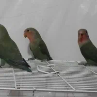 فروش طوطی برزیلی