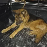 فروش سگ ژرمن