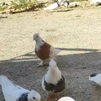 کفتر خوب طوقی|پرنده|محمدشهر, سیدآباد|دیوار